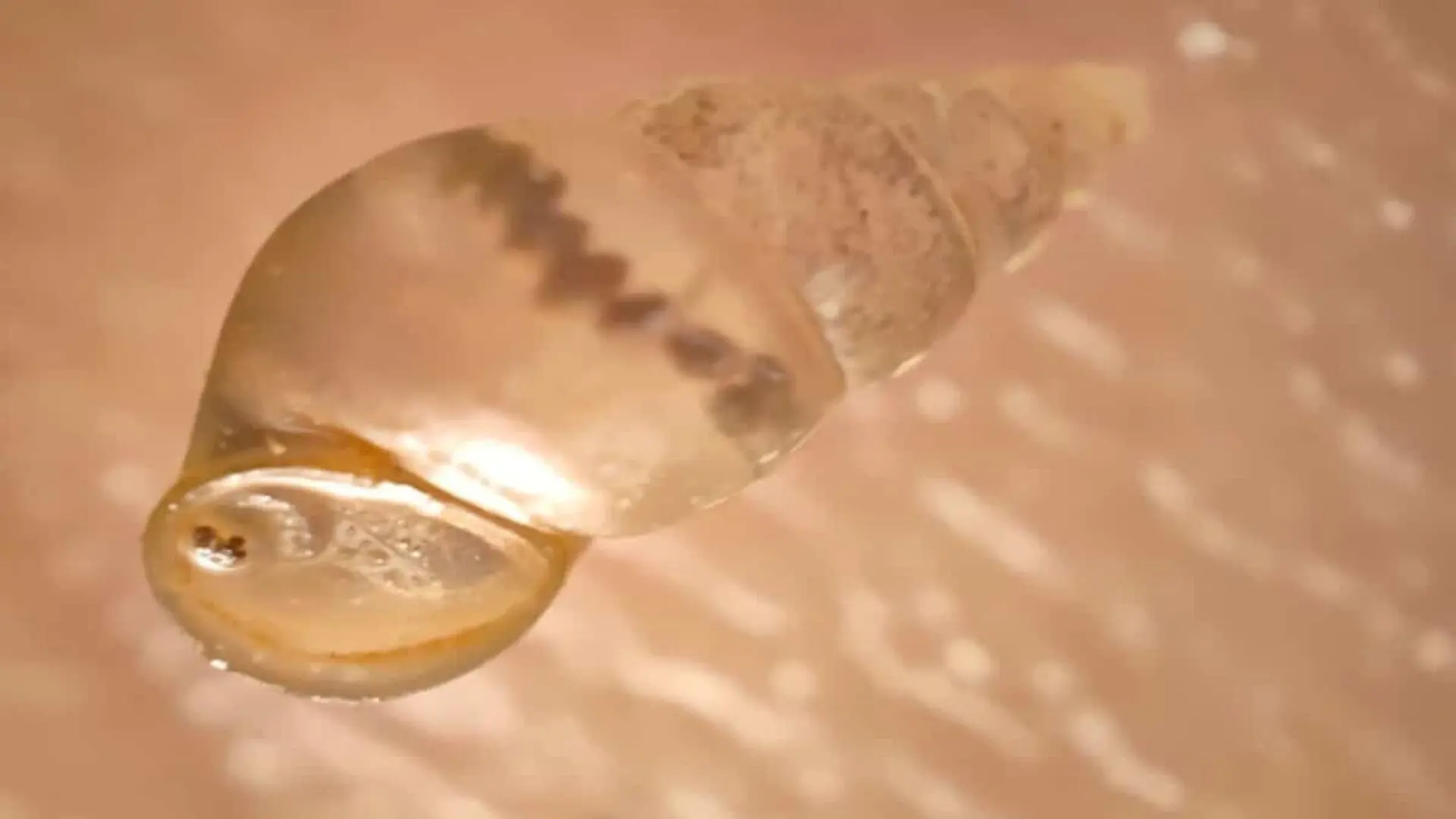 This Nearly Transparent Snail Lives Where Sunlight Never Reaches Scaled