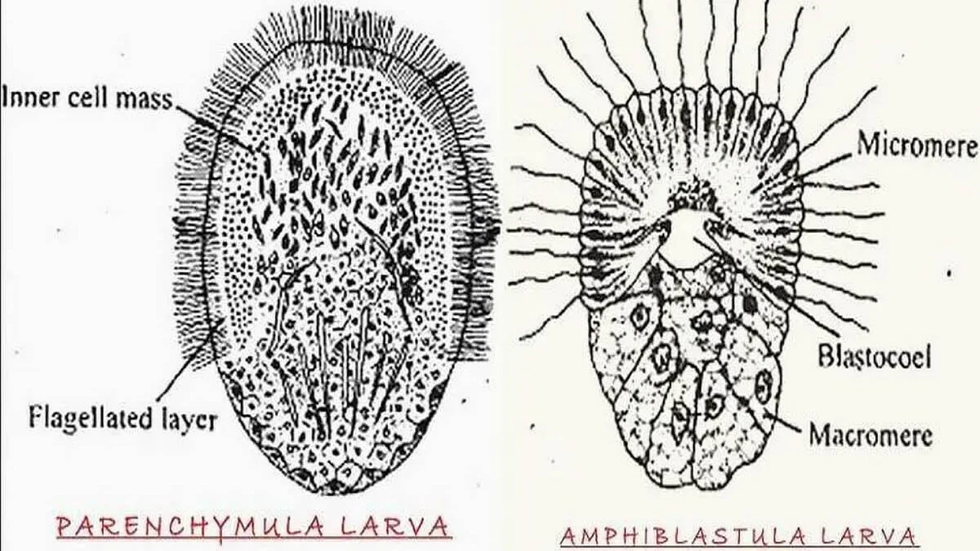 Porifera Larva: Parenchyma and Amphiblastula Larva.