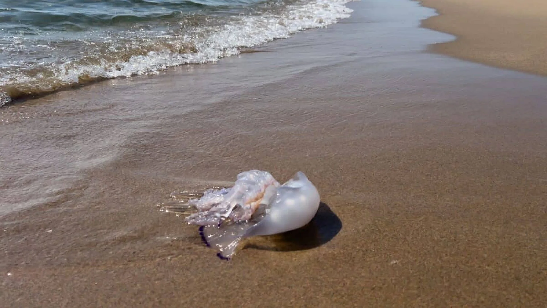 Biologist Picks Up What Looks Like A Jellyfish On A Japanese Beach And Finds A Species Never Seen Before Scaled