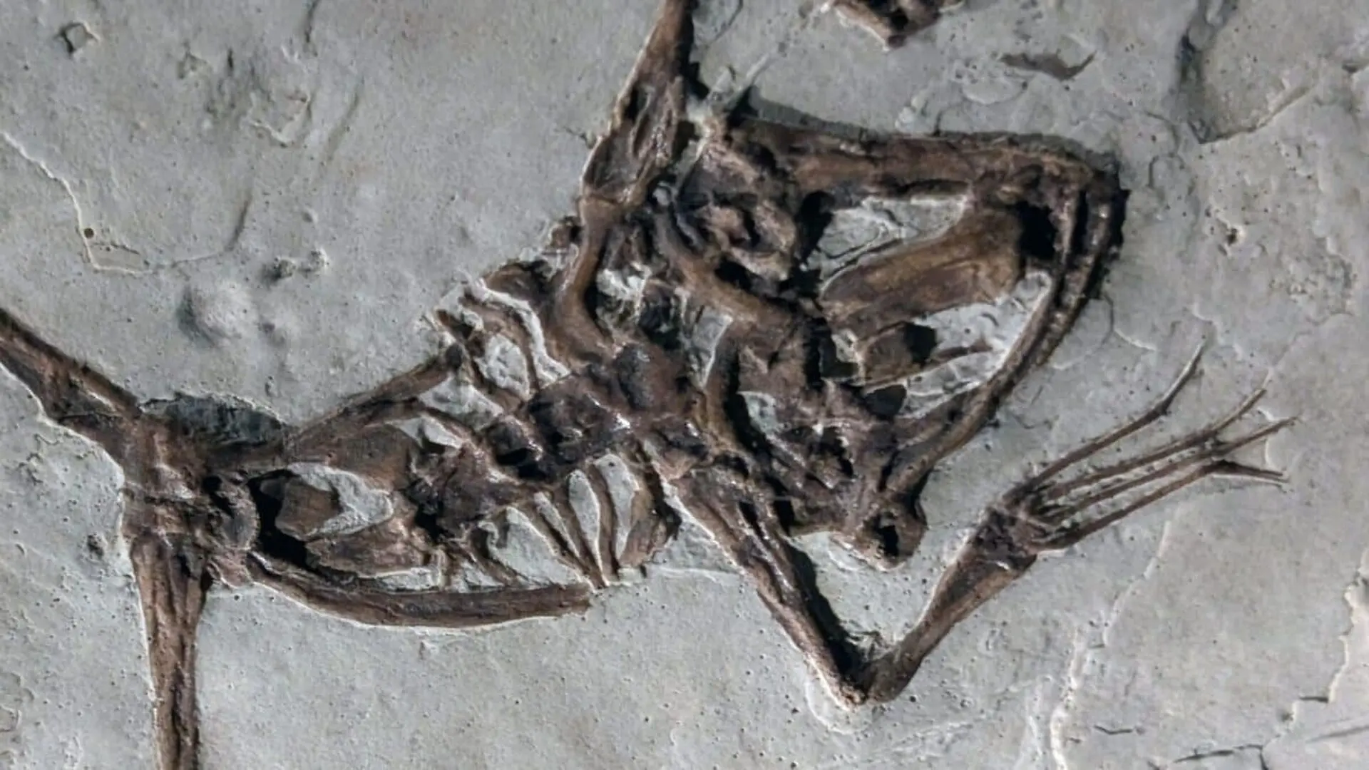 Scientists Opened A Museum Drawer And Found A Lost Ice Age Frog Hidden In Plain Sight For Thousands Of Years Scaled