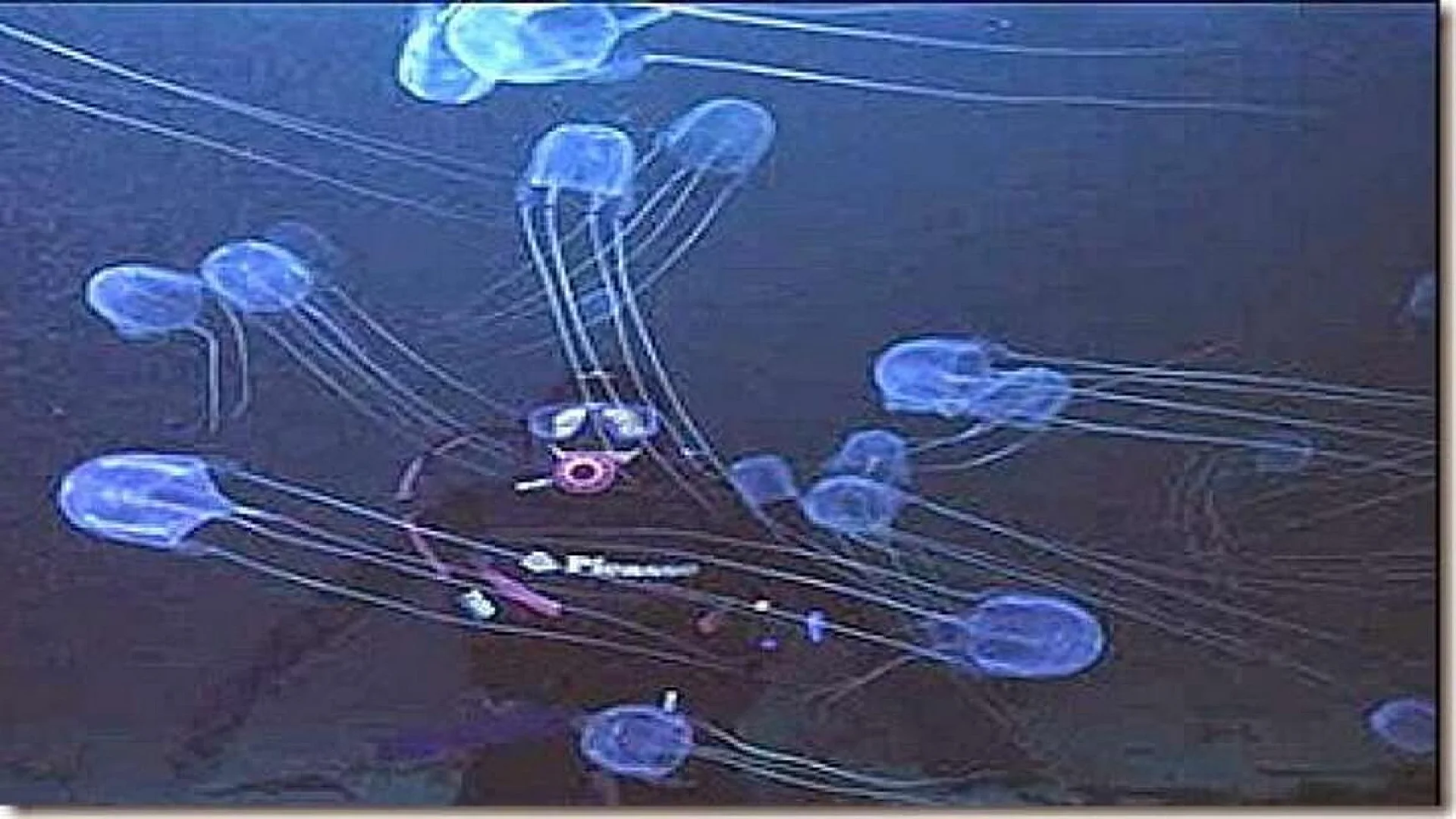 Aurelia (Jellyfish)