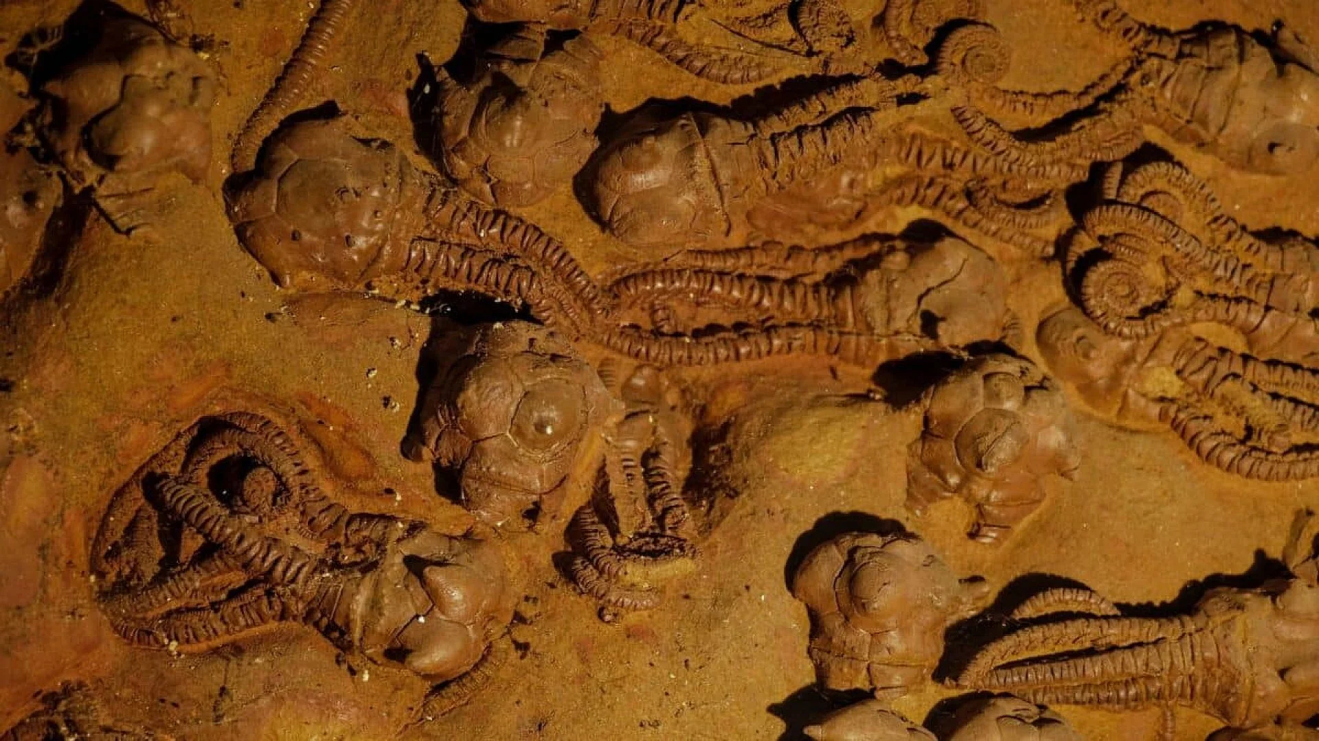 Scientists Uncover A Petrified Aquarium Containing Nearly 500 Fossilized Fish That Survived The Asteroid That Wiped Out The Dinosaurs Scaled