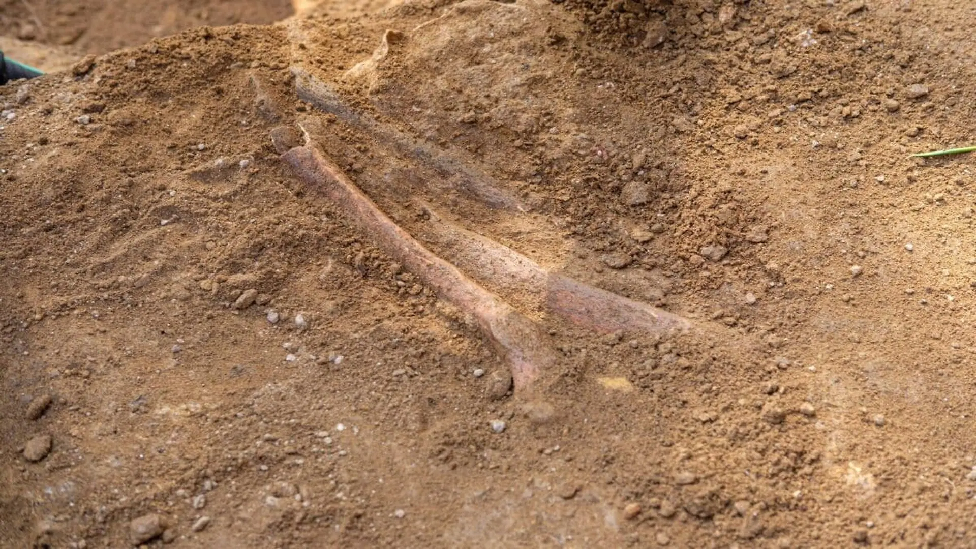 Scientists Found A 3 Meter Dinosaur Living Alongside An 8 Meter Giant On The Same Ancient Coast In Japan Scaled