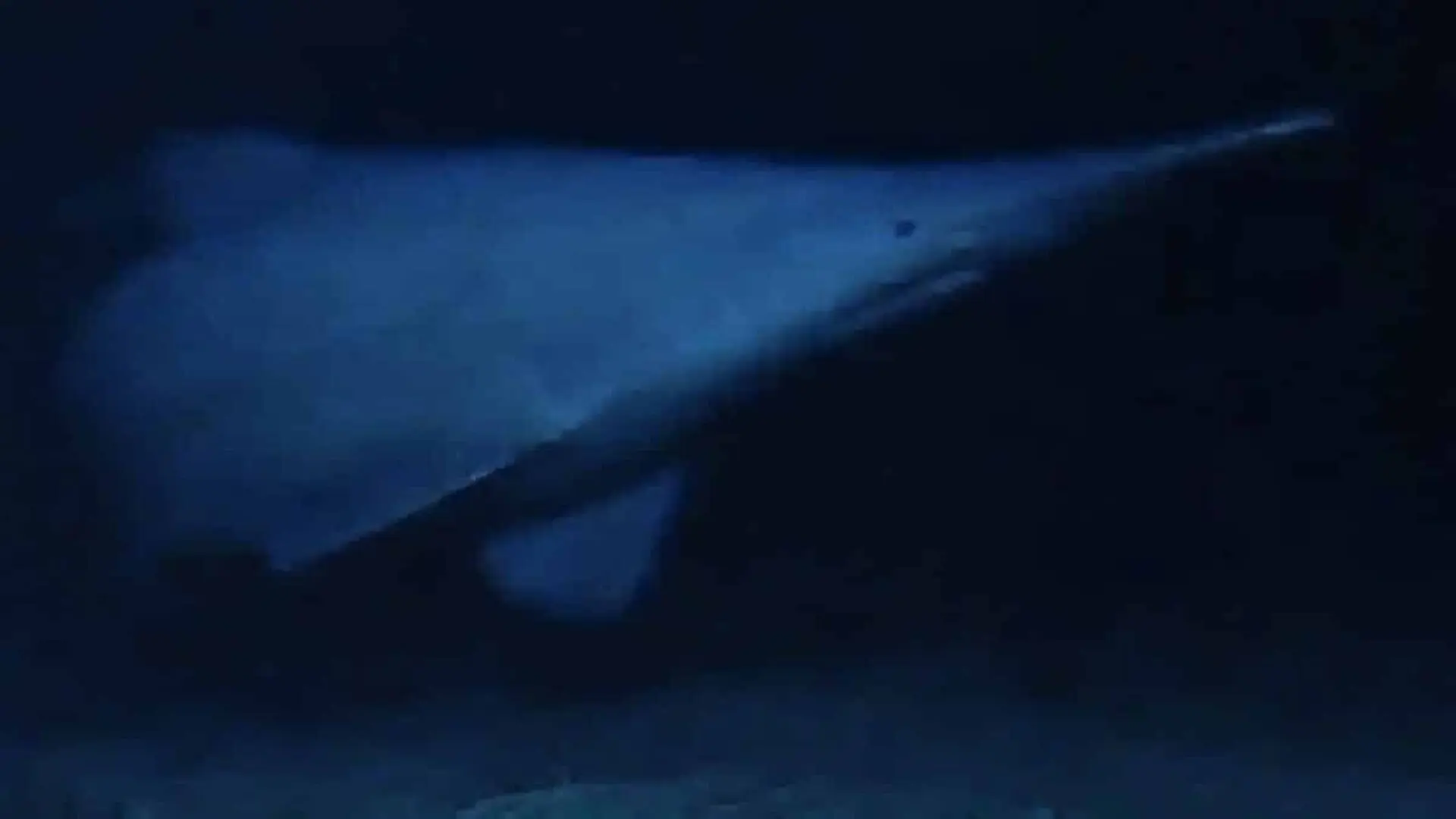 A 125 Million Year Shark Lineage Was Finally Filmed Alive Scaled