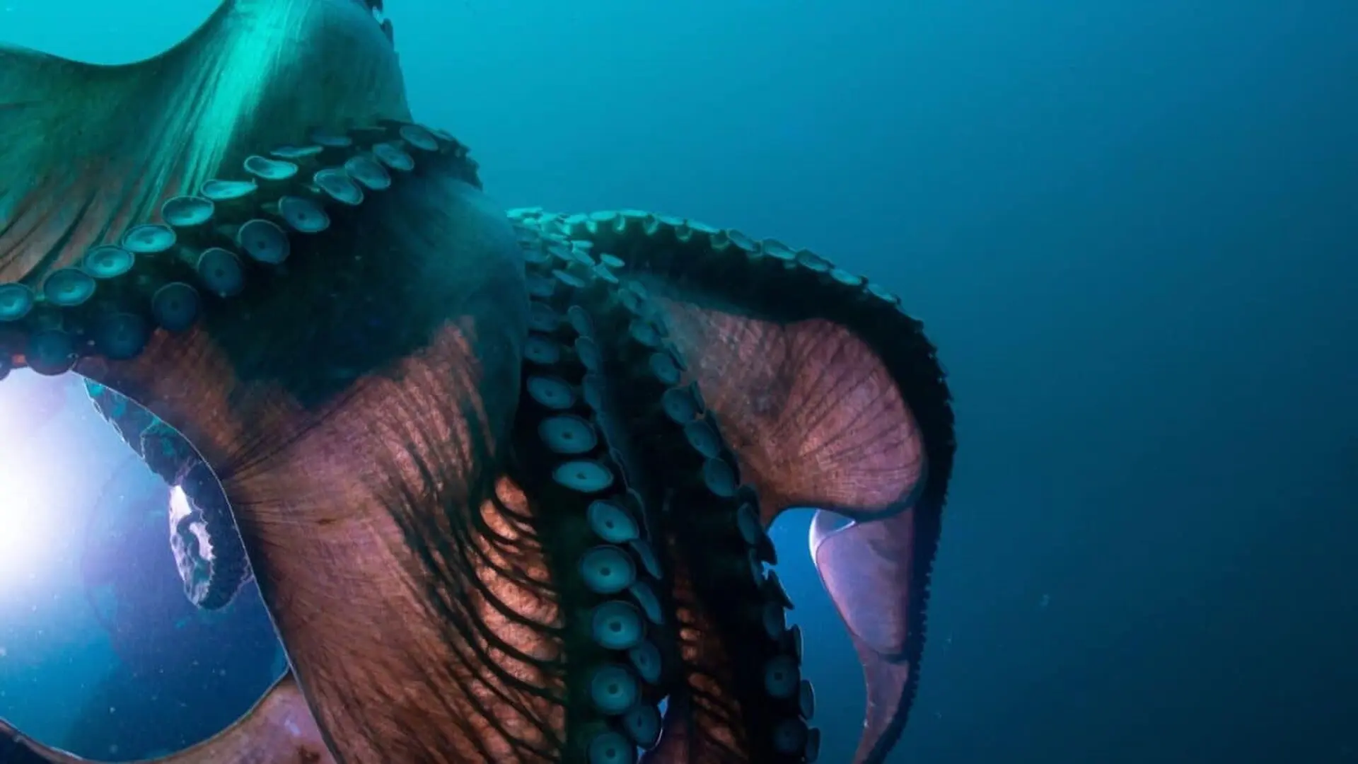 Researchers Identify A 62 Foot Ancient Deep Sea Predator From Nothing But Its Fossilized Jaw Scaled