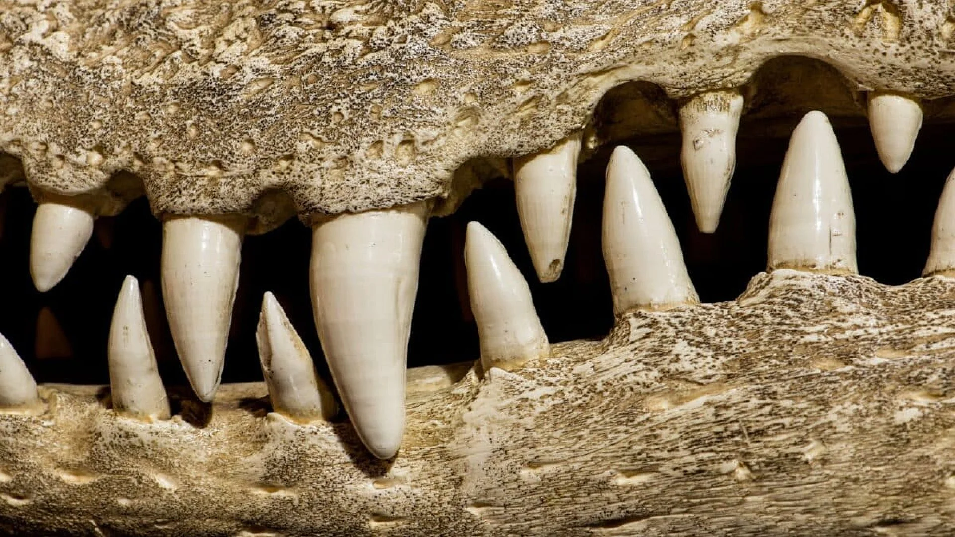Scientists Unearth 27 Foot Crocodile That Once Hunted Early Humans Along Kenyas Rivers Scaled