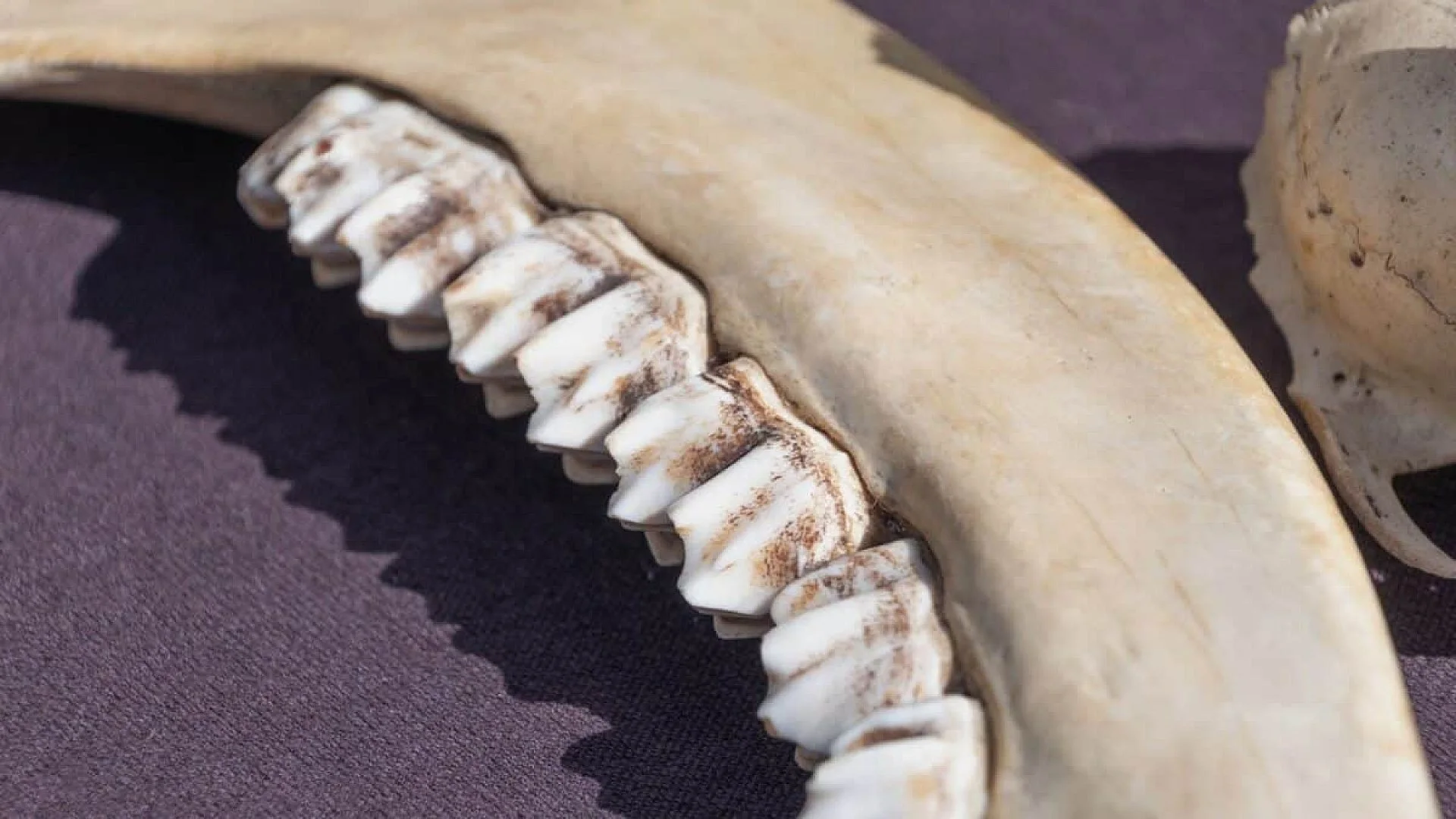 Ancient Teeth Found In Alaska Reveal The Arctic Was Creating New Mammal Species While Dinosaurs Still Ruled Scaled