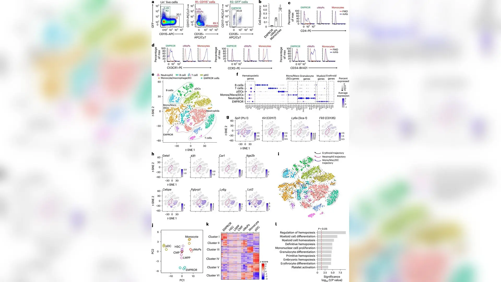 Adult Bone Marrow Harbors Embryonic-Like Progenitors That Generate Immune Cells Without Monocytes