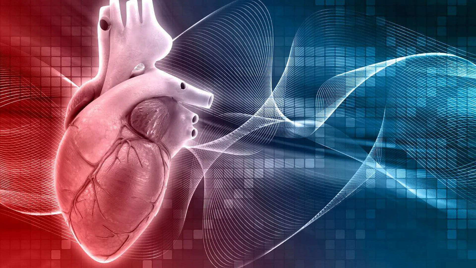 Digital rendering of the human heart.