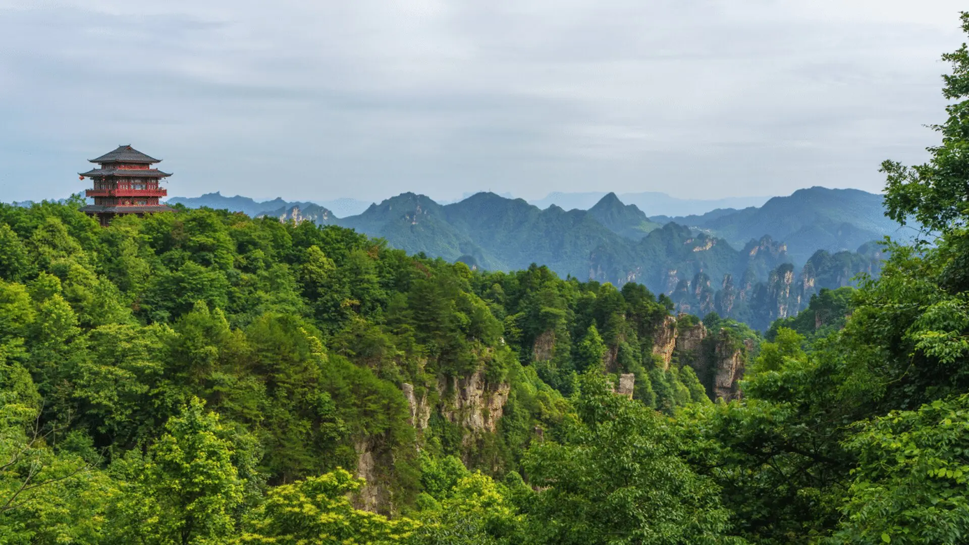 66 Billion Trees Have Been Planted Across Chinas Great Green Wall And Scientists Say Theyre Growing Faster Than Natural Forests Scaled