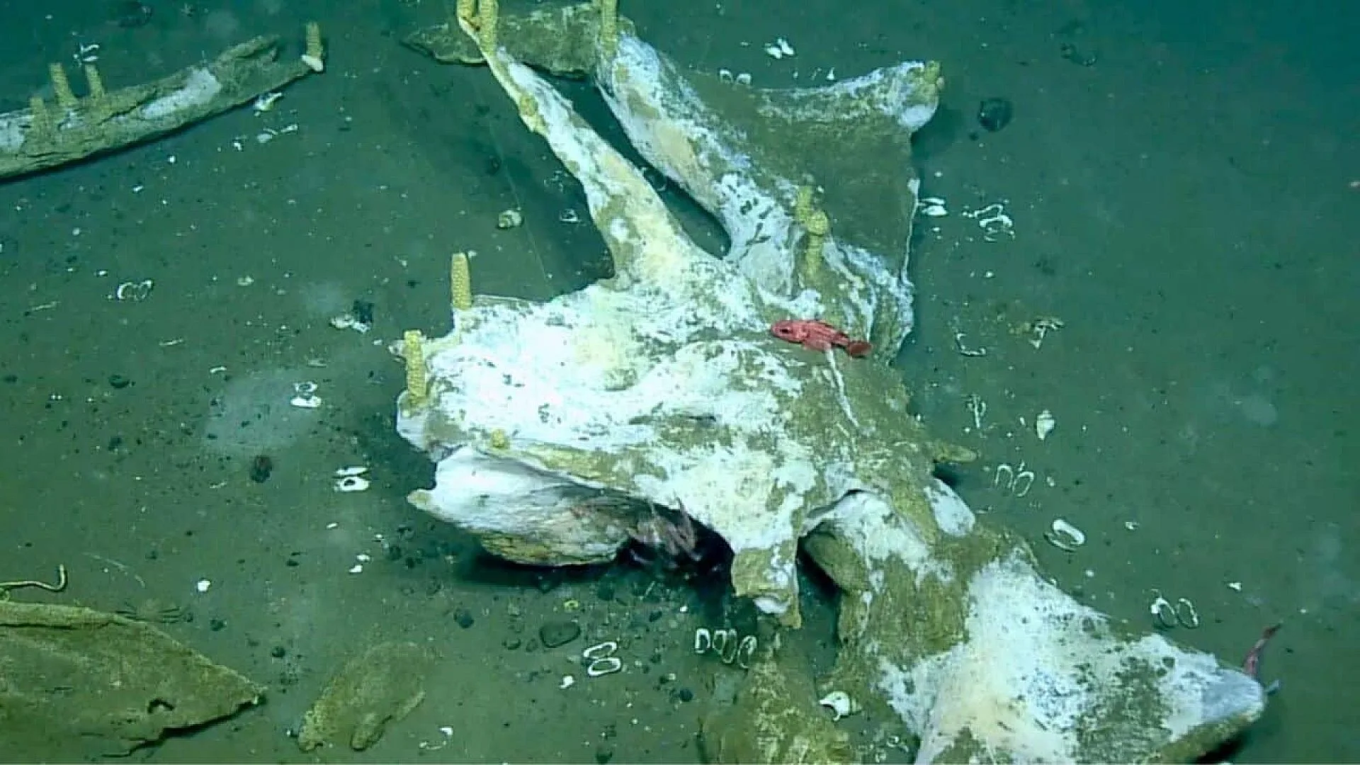 The Whales Body Became A Hidden Deep Sea World Scaled