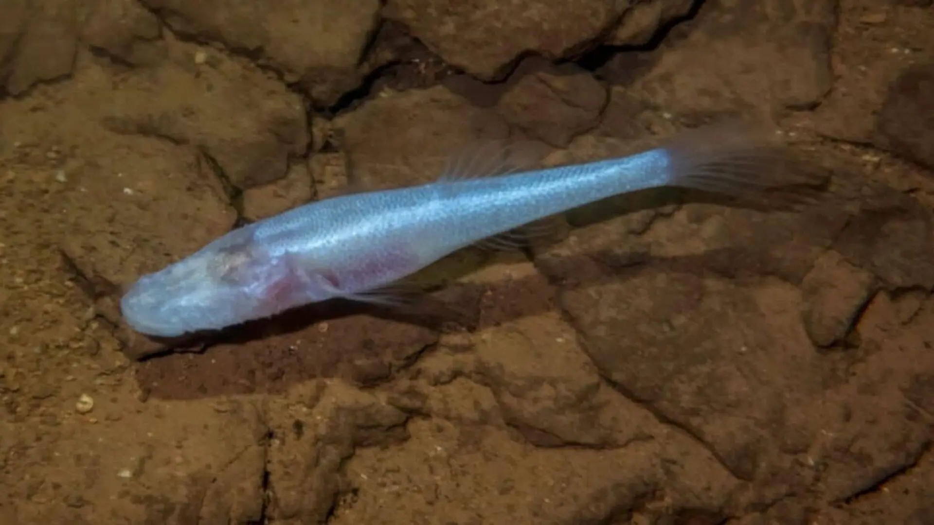 The Eyeless Cavefish Found Beneath A Chemical Weapons Facility Is Unlike Any Known Species Scaled