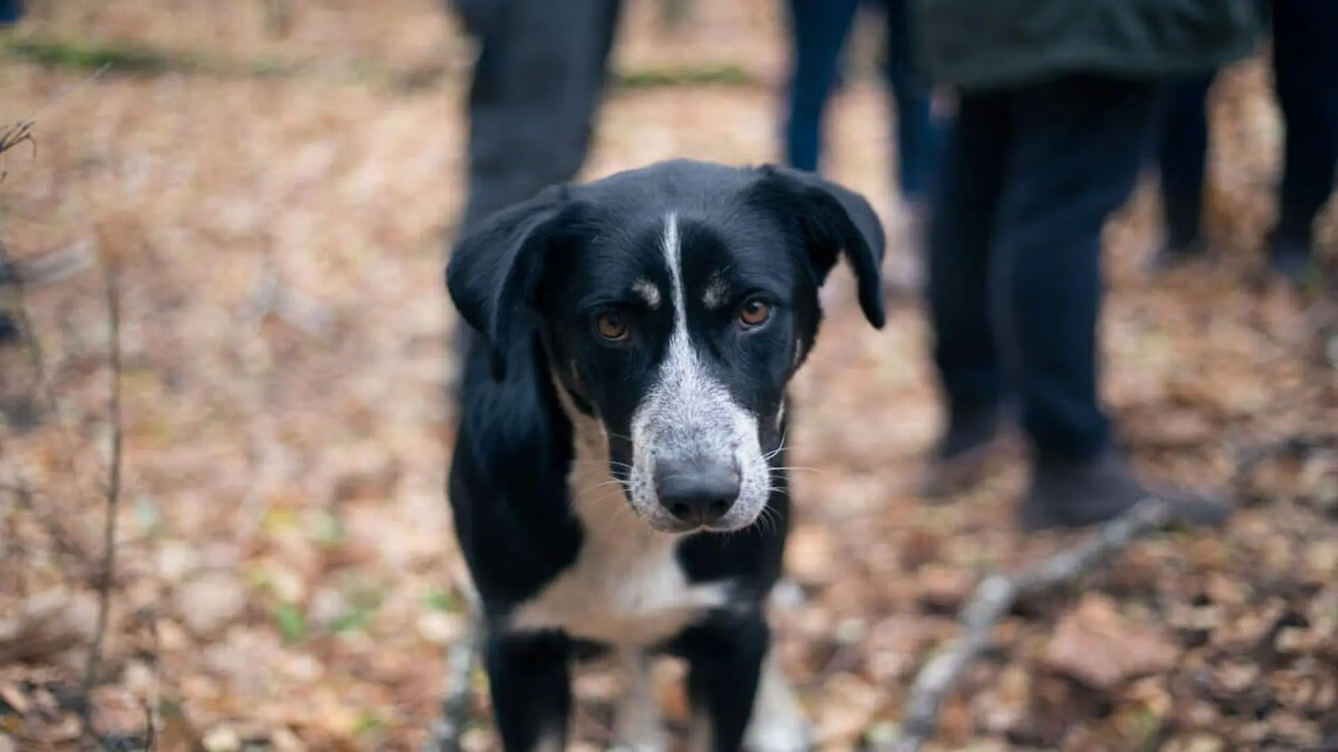 Stray Dog In Pripyat Chernobyl Scaled