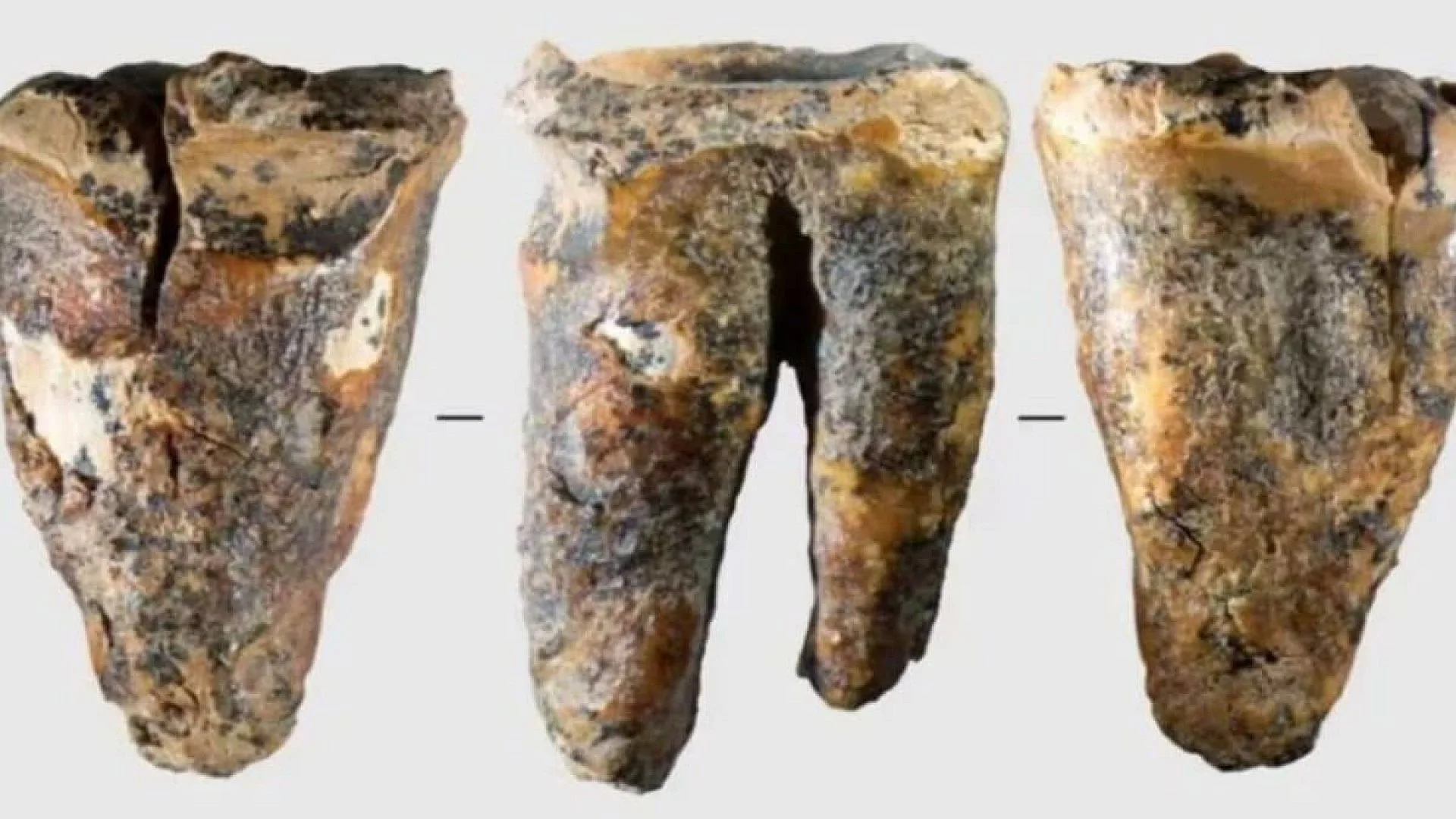 Scientists Uncover Year Old Neanderthal Tooth In Siberian Cave That Shows Prehistoric Dental Skills Scaled