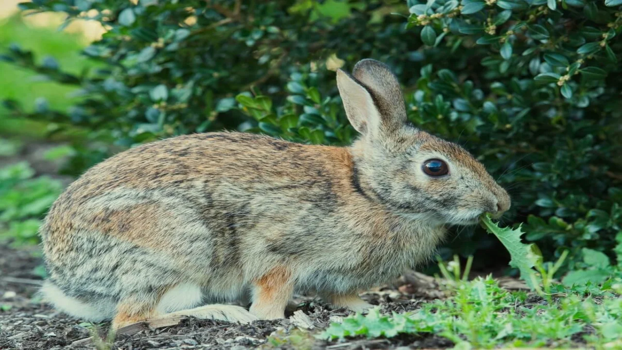 Free photo selective focus shot of a cute rabbit in the park.