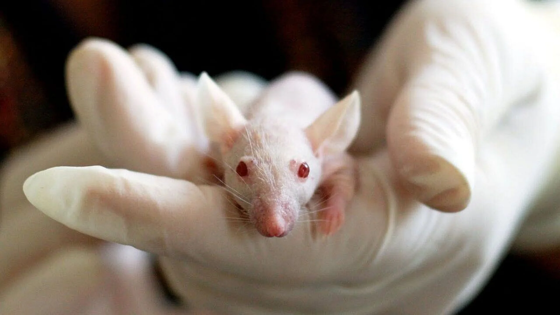 A new study published in the Journal of Clinical Investigation shows that type 1 diabetes can be reversed in mice using a novel, low-toxicity transplant method.