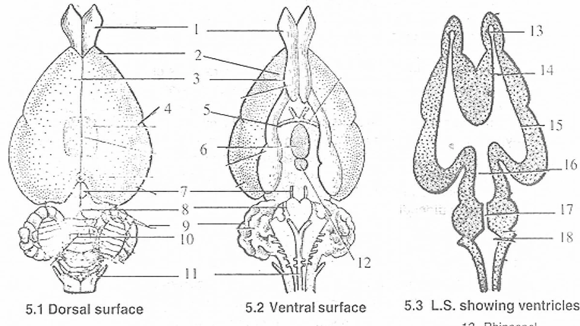 Structure of Rabbit Brain