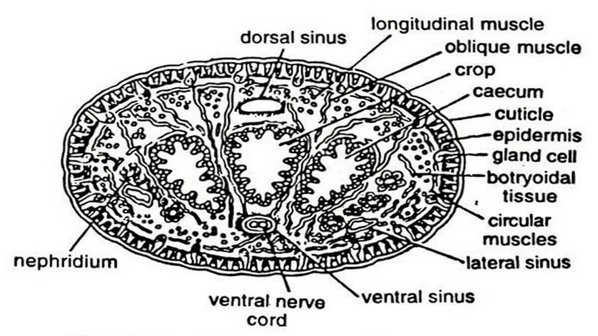 Transverse Section of Hirudinaria.