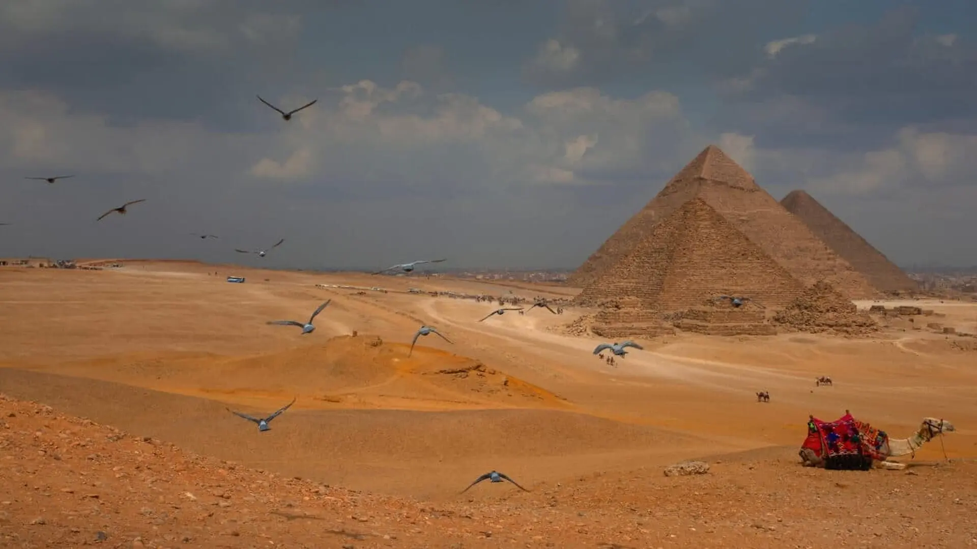 Camel Resting In The Egyptian Desert Near The Giza Pyramids Scaled