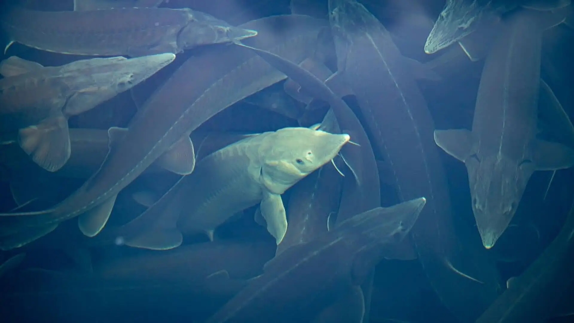 A 44 Year Study Of This 300 Pound Great Lakes Giant Suggests It Could Live For More Than Four Centuries Scaled