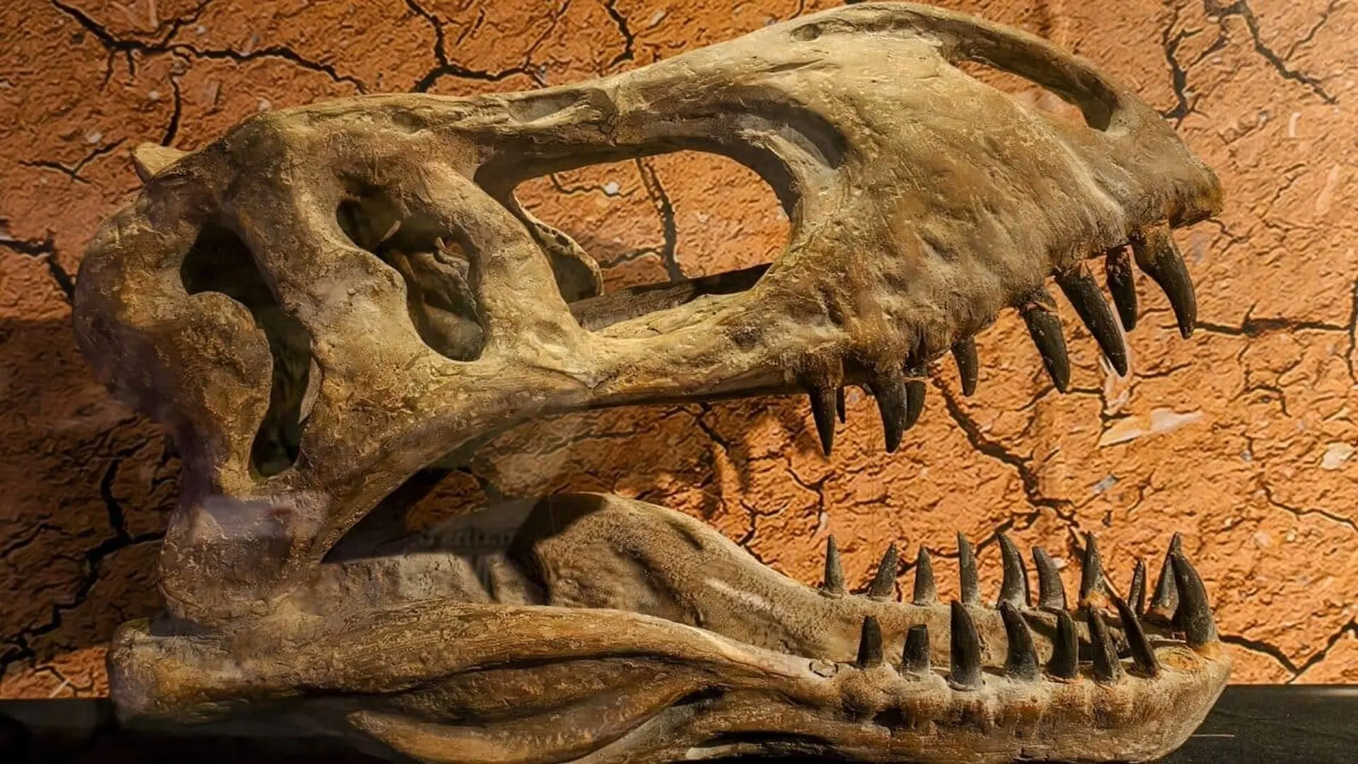 Scientists Finally Took T. Rexs Temperature And It Was Almost Exactly The Same As Yours Scaled