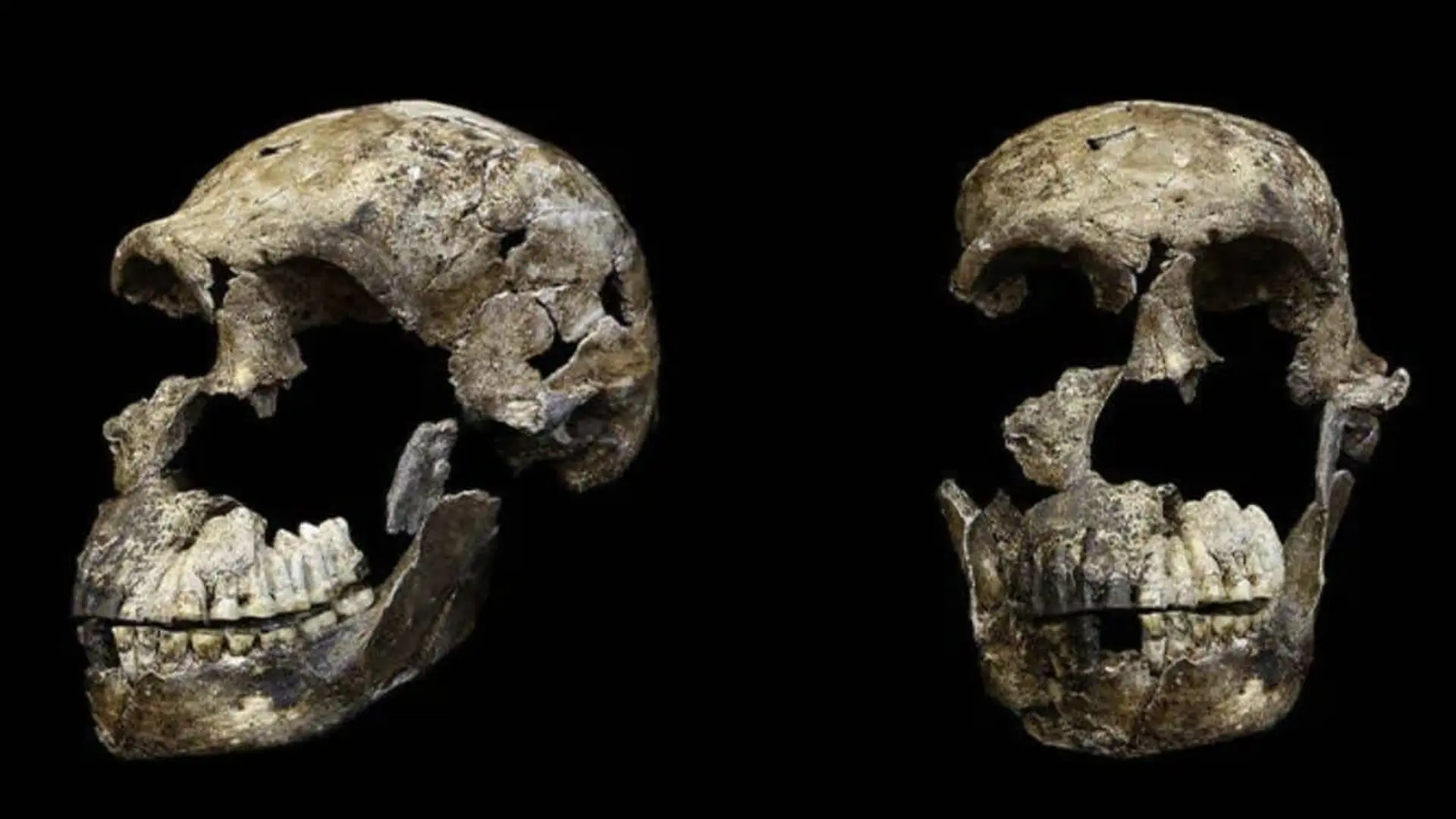 Every Single Naledi Fossil Ever Found Shares One Trait Scientists Cant Explain Scaled