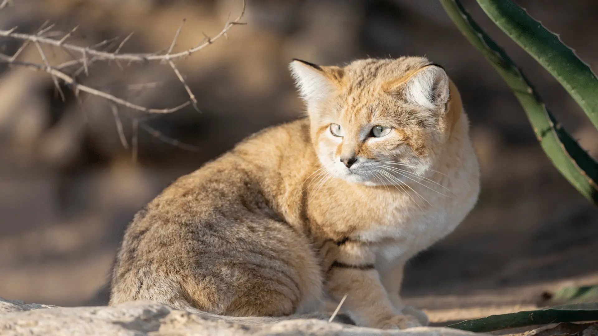 Youtube Video Leads To Major Wildlife Discovery In The Libyan Desert Scaled