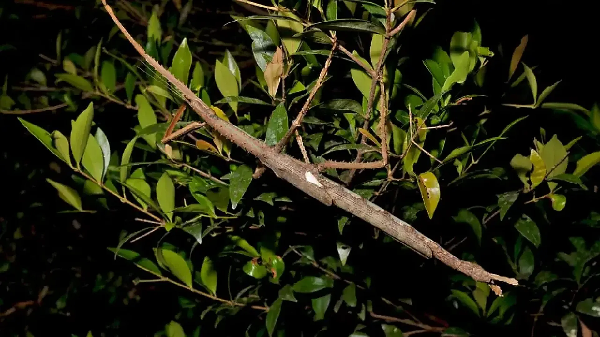 Giant Stick Insect