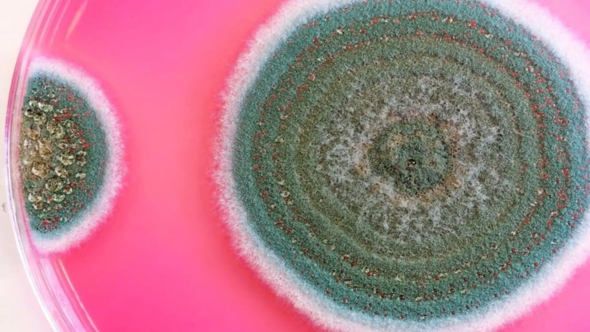 Fungal Colonies In A Petri Dish Scaled