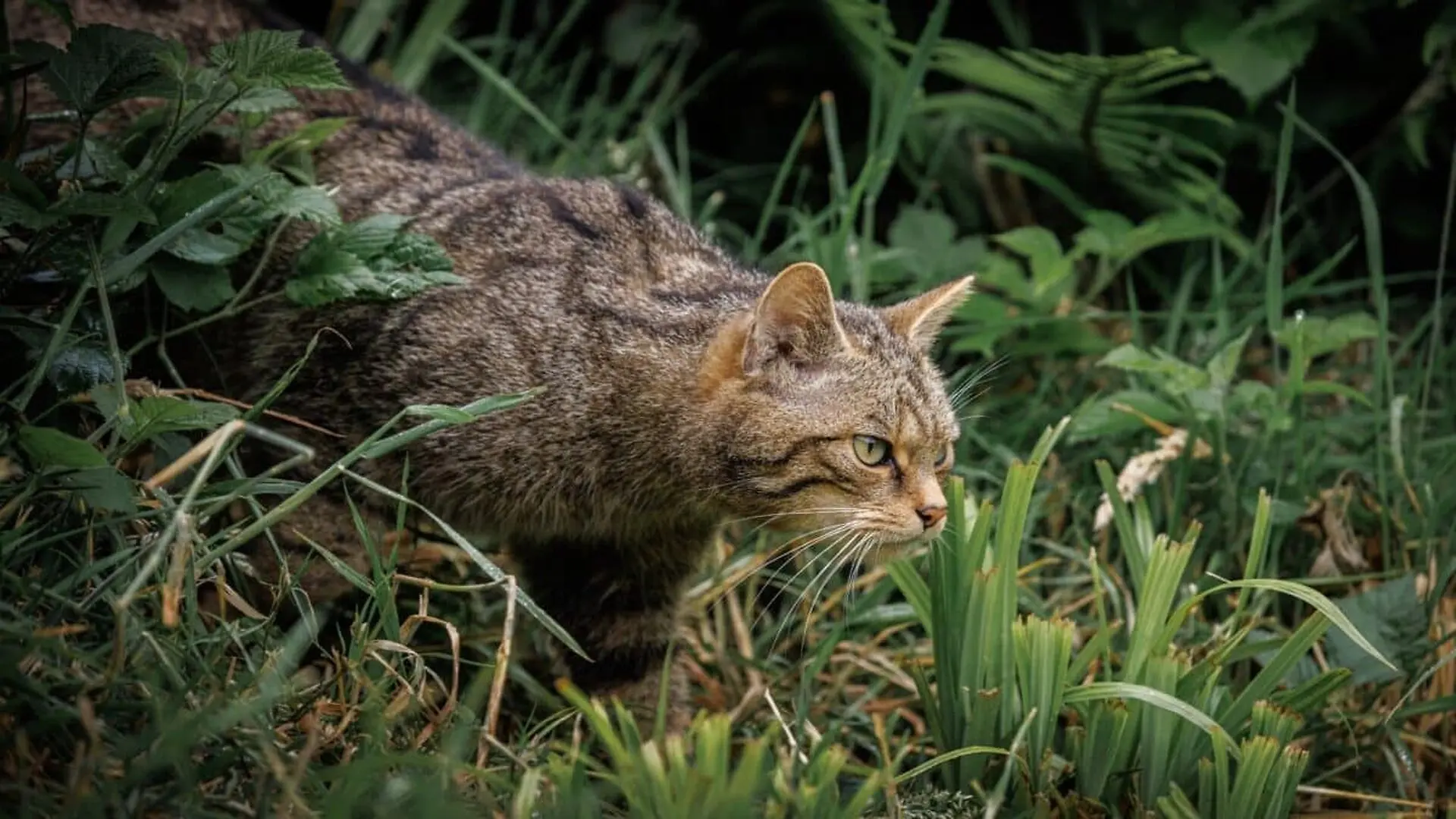 A Cat Smaller Than A House Cat Was Hiding In Bolivias Forests Scientists Just Found It Was A New Species Scaled