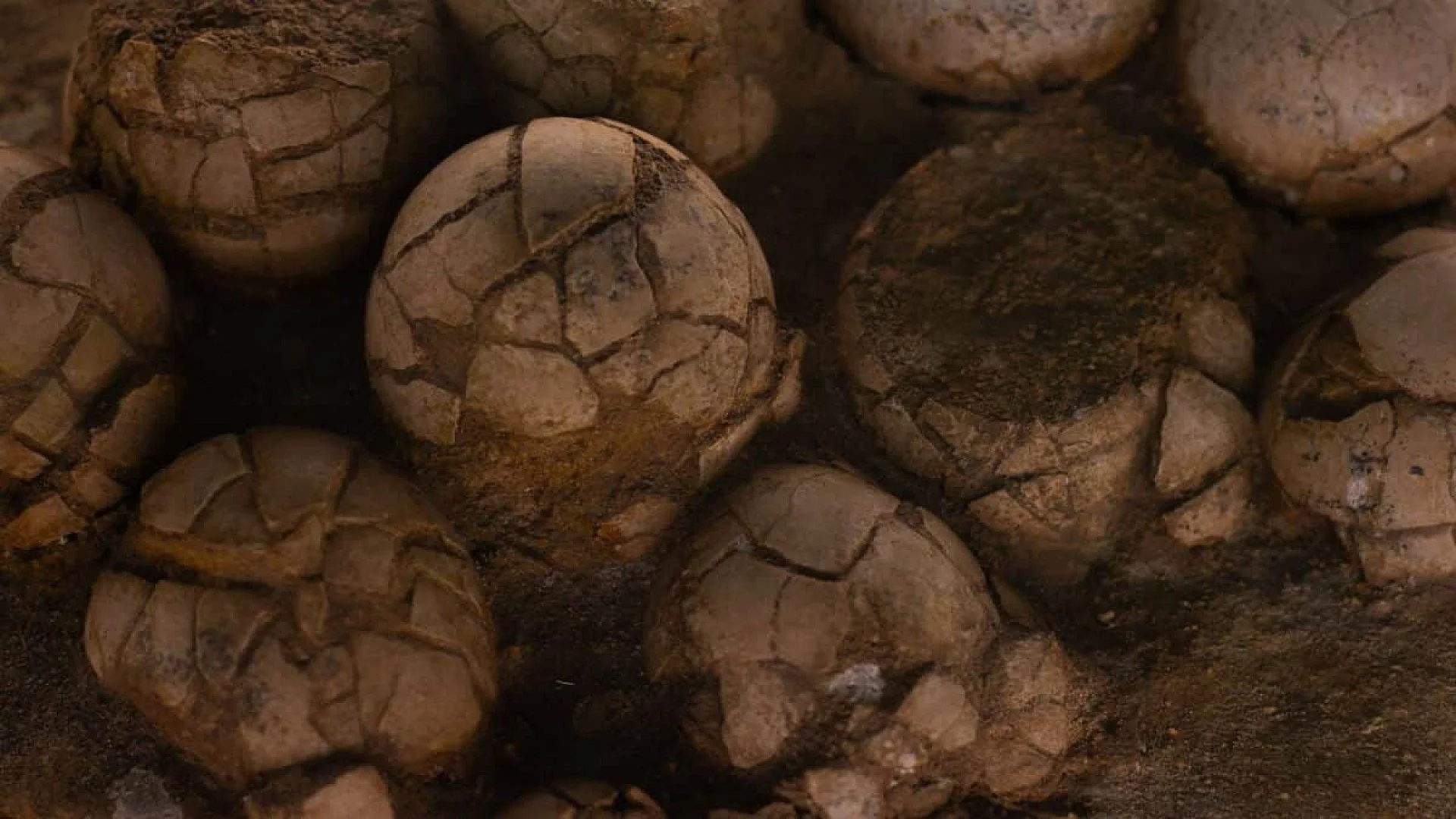 Scientists Just Found A Nearly Complete 16 Centimeter Fossil Near A Dinosaur Nest Scaled