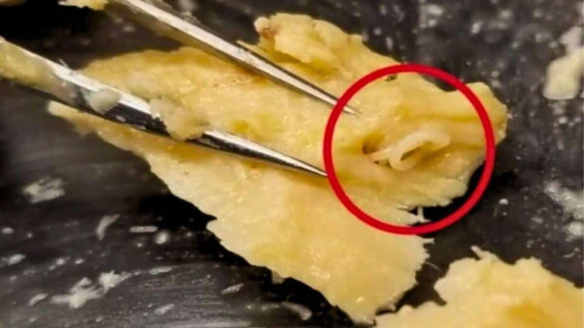 Researchers Found Something Unexpected Inside Scaled
