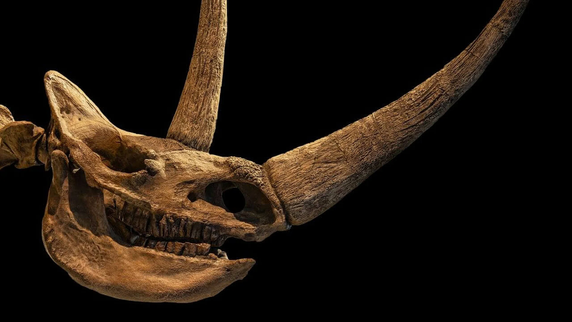 A fossilized woolly rhinoceros skull, showcasing the massive horns that defined this iconic Ice Age herbivore.