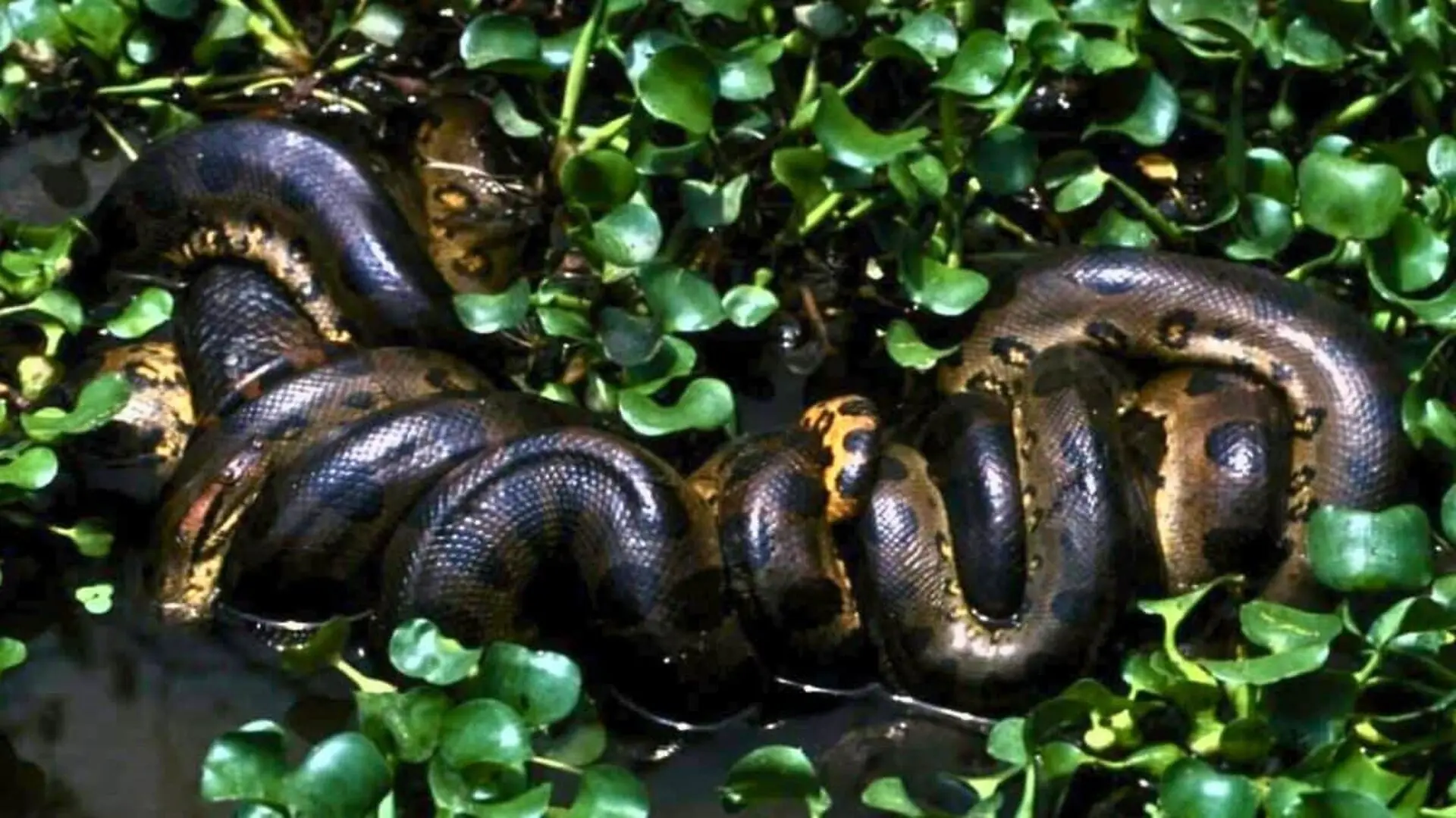 A Distinct Giant Anaconda Lineage Hiding In Plain Sight Across The Amazon Scaled