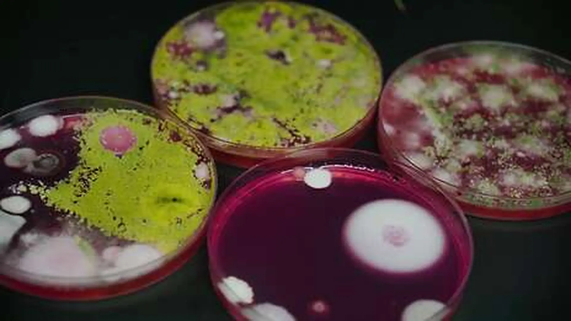Fungi Found Feet Underground Are Challenging What Scientists Thought About Deep Life Scaled