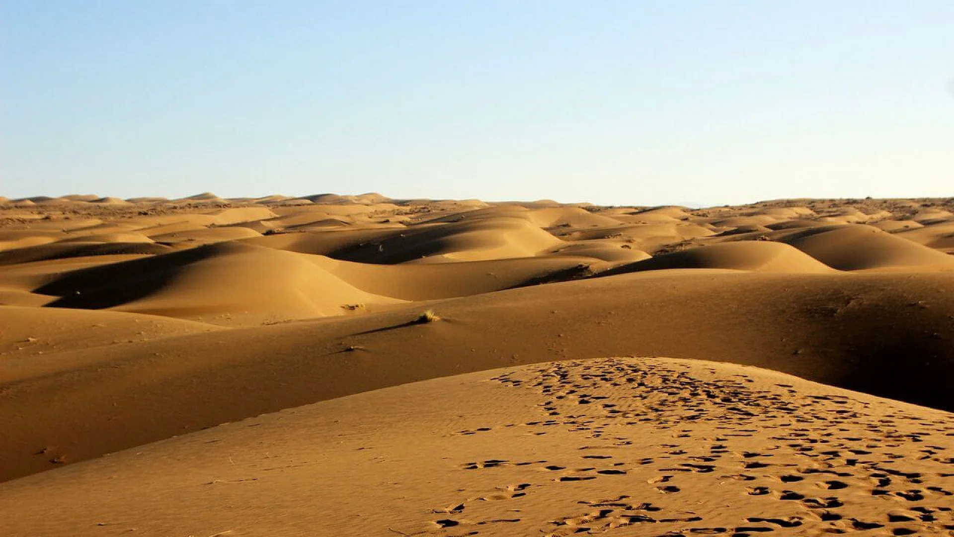 Rolling sand dunes stretching toward the horizon under a clear sky in the modern Sahara Desert.