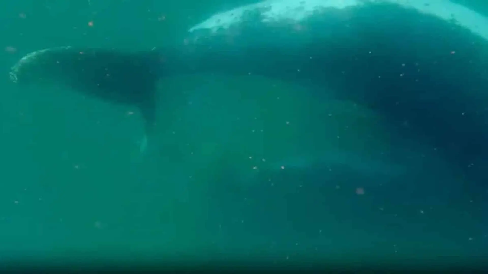 Filmed Off Australia A Humpback Mothers Repeated Dives To Her Stillborn Calf Reveal A Bond Science Barely Understands Scaled
