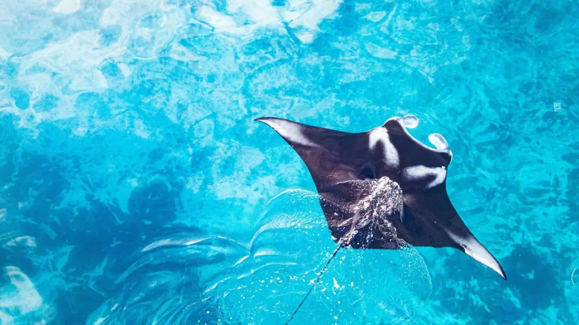 Worlds Largest Manta Ray Spotted Hunting Just Off One Of Americas Busiest Beaches Scaled