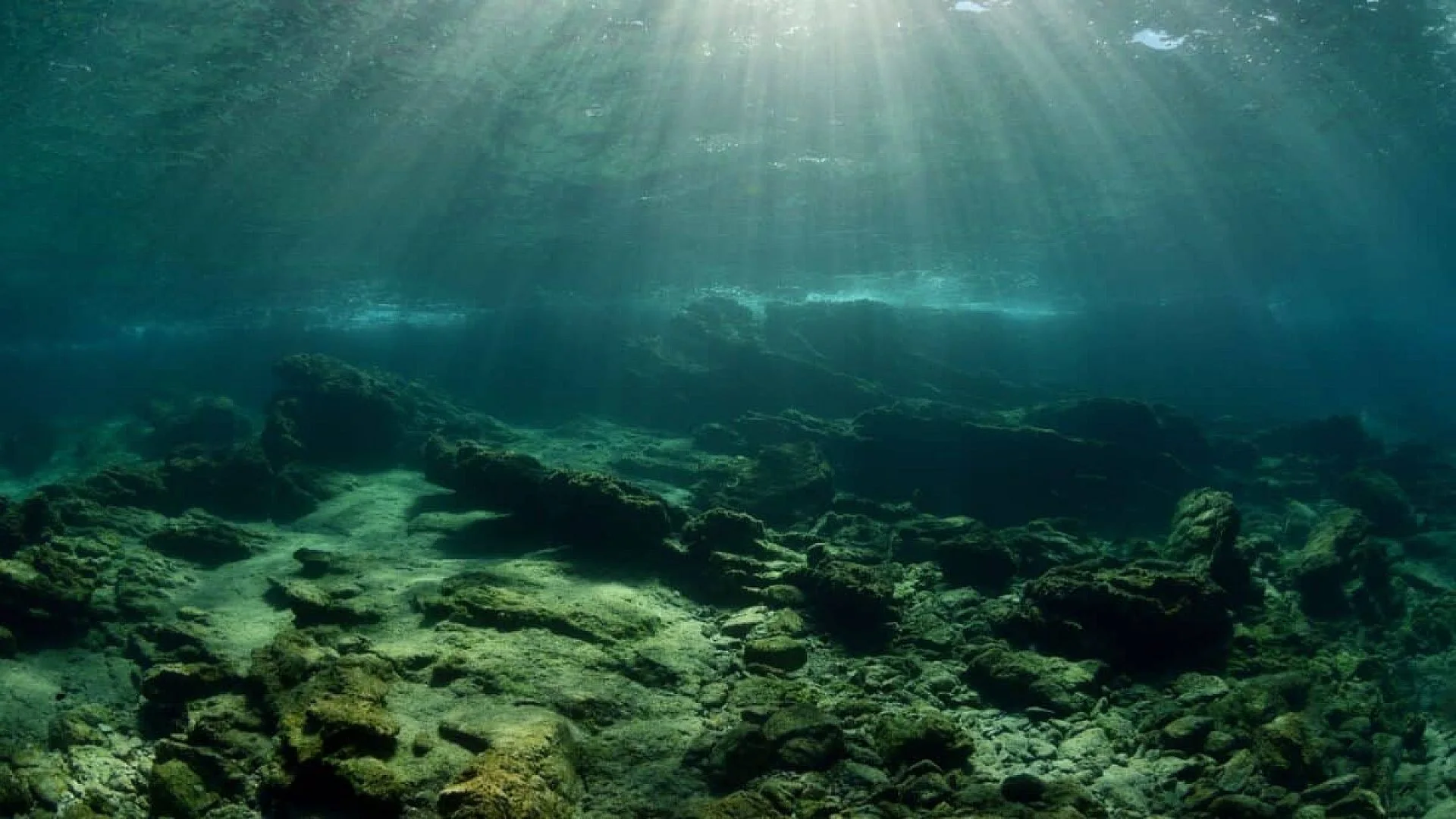 A Remote Lake Sealed Off Since The Ice Age Became Home To Millions Of Jellyfish Found Nowhere Else On Earth Scaled