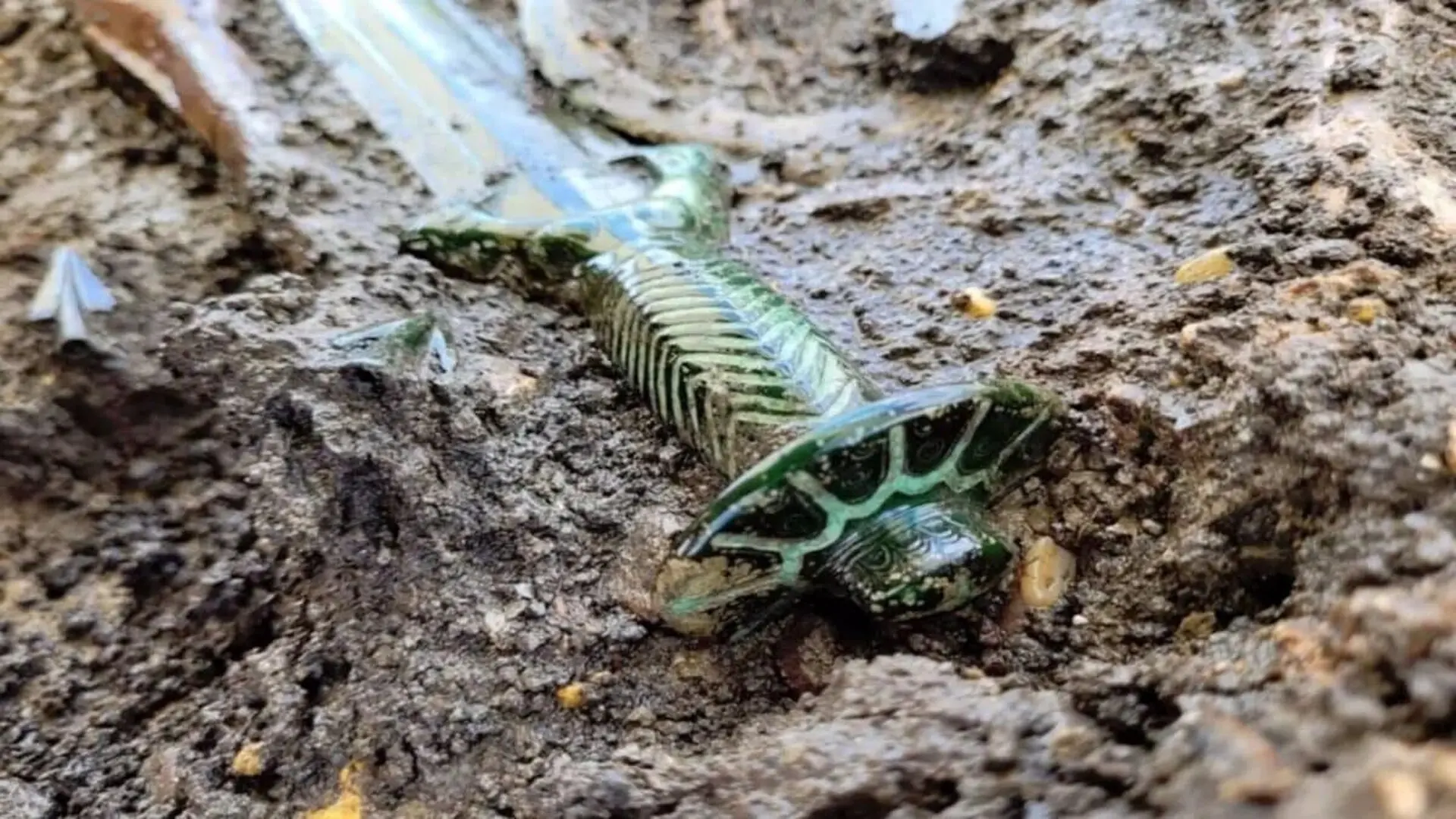Archaeologists Dug Into An Ancient German Grave And Found A Year Old Sword Preserved Almost Like New Scaled