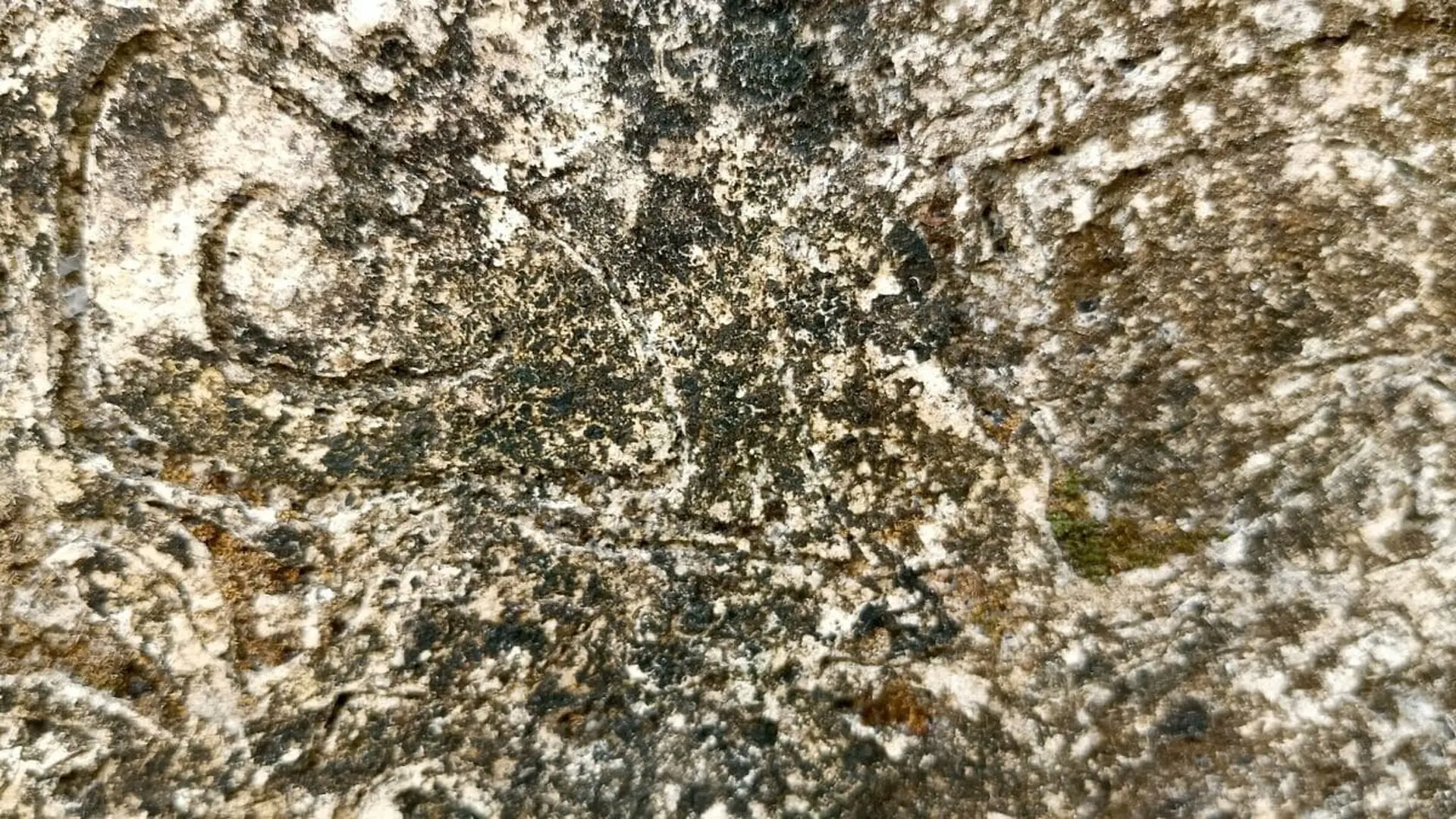 Scientists Found A New Fossil Predator Inside A Rock That Had Been Studied For Nearly A Century Scaled