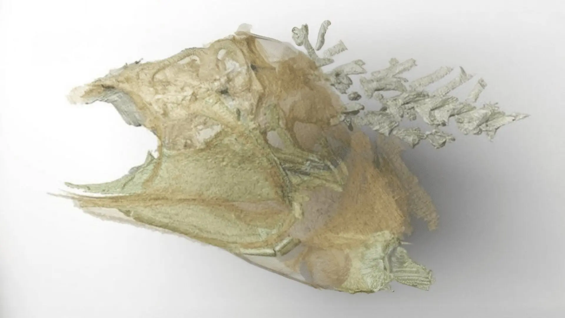 Scientists Uncover A 300 Million Year Old Fish With Its Brain Still Intact Scaled