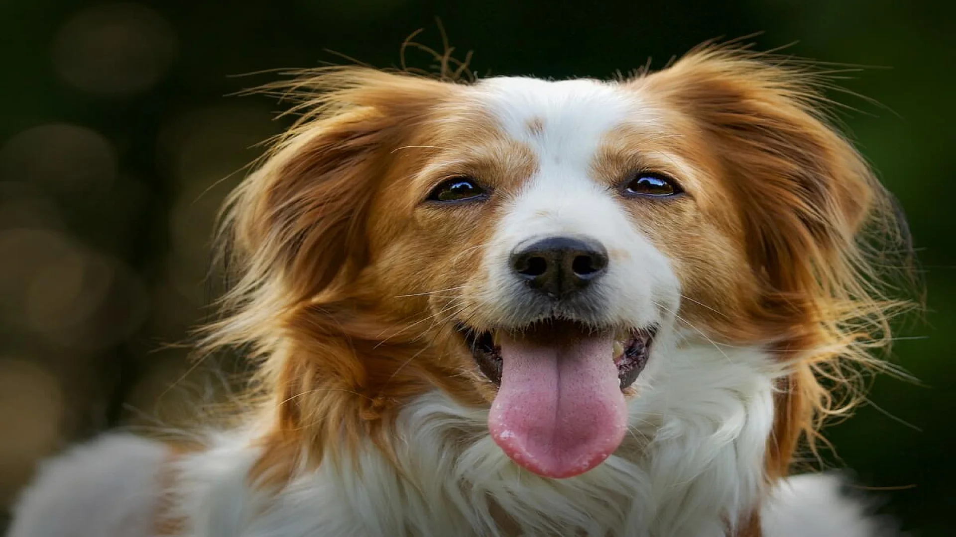 Kooikerhondje Dog
