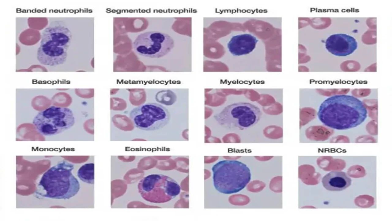 Different Types of Leukocytes