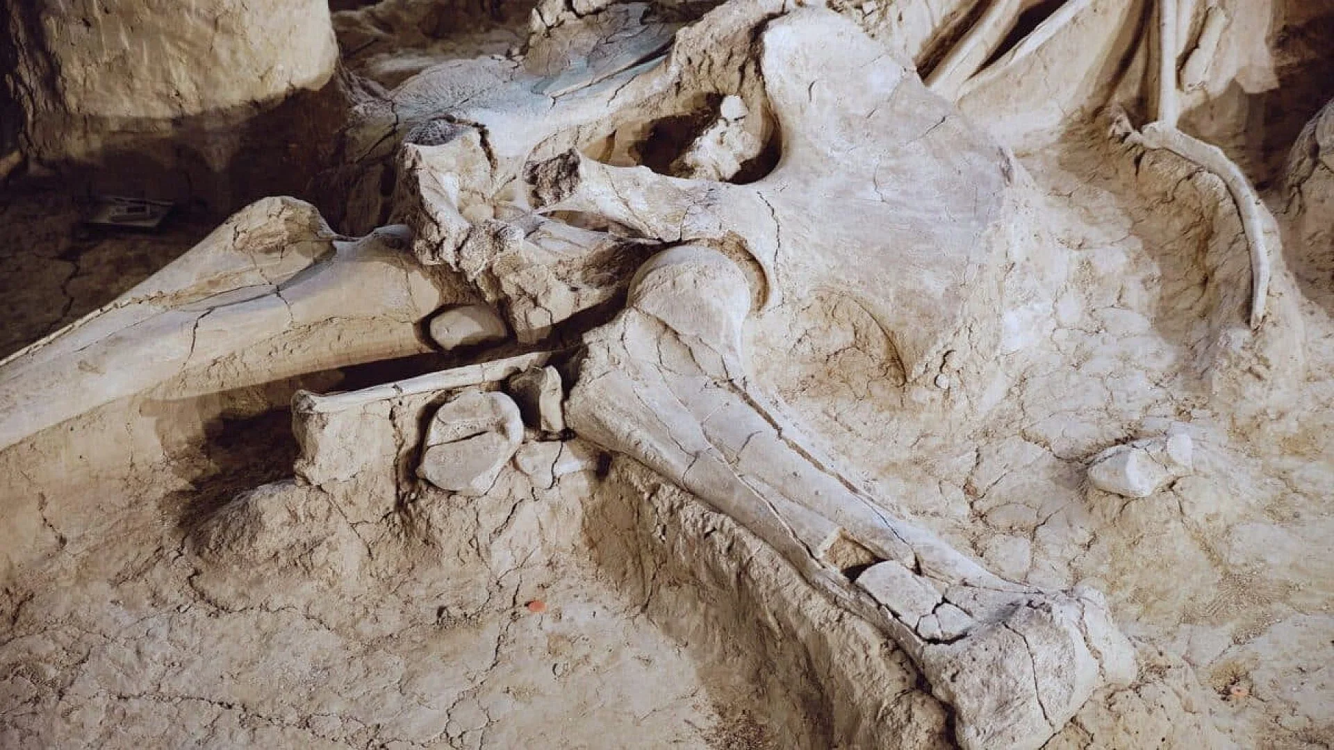 For 70 Years Scientists Thought These Were Mammoth Bones%e2%80%a6 Until They Discovered They Belonged To An Entirely Different Animal Scaled