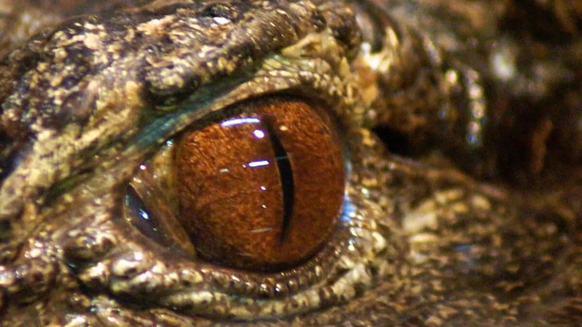 Some Crocodiles In Gabon Have Lived In Underground Caves For Decades And Their Skin Is Literally Wearing Away Scaled