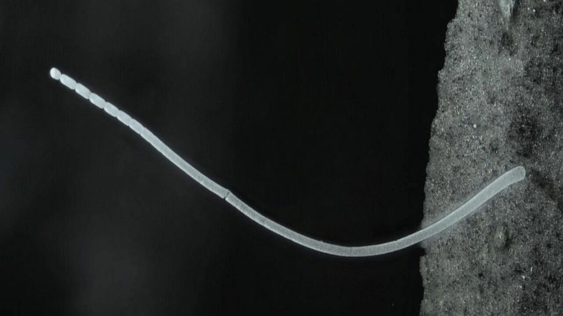 Scientists Discover a Giant Bacterium You Can See Without a Microscope, Changing Everything We Know About Life