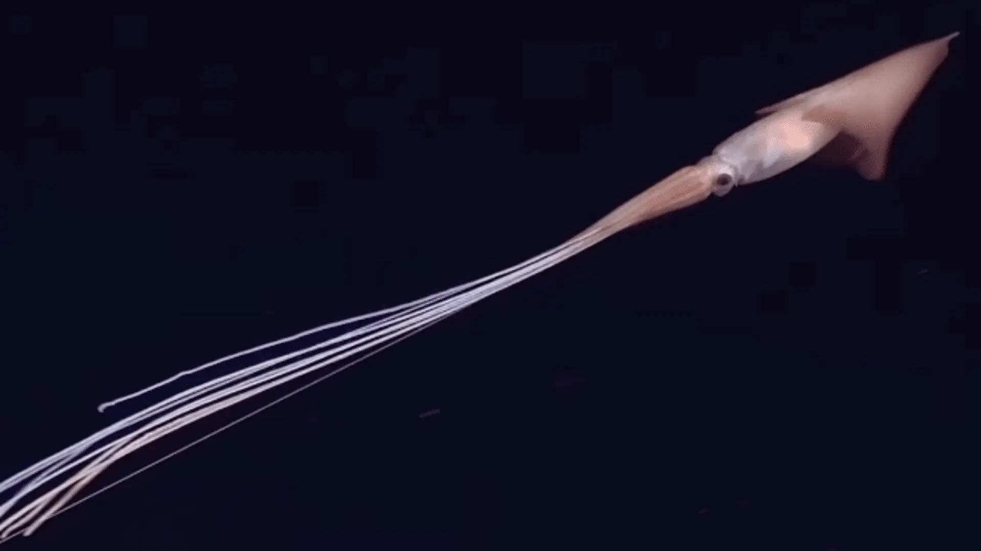 Scientists Capture Two Rare Giant Bigfin Squid On The Same Deep Sea Expedition Scaled