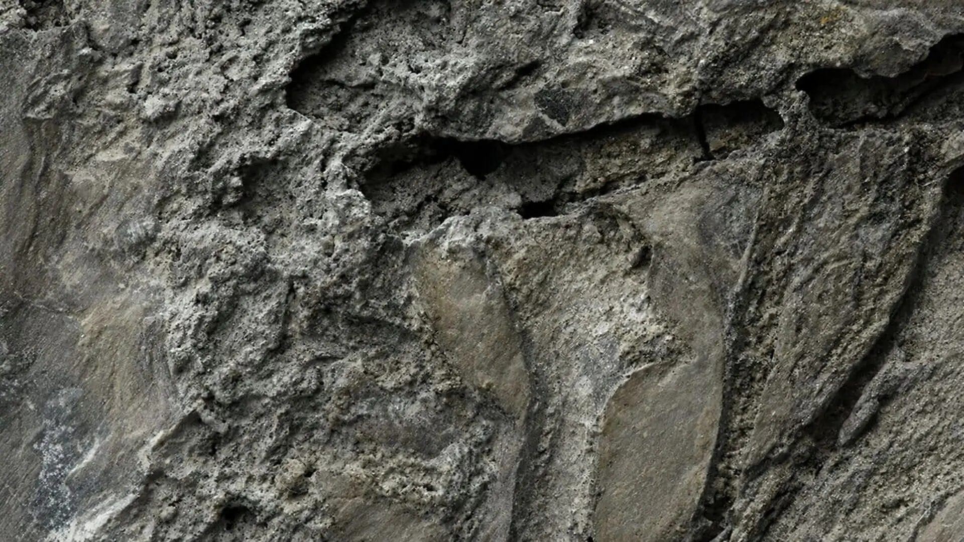 Scientists Finally Found A 150 Million Year Fossil That Captures The Exact Moment When Birds Lost Their Dinosaur Tails Scaled