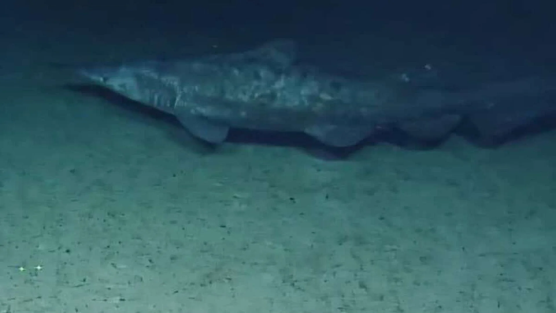 Scientists Captured Rare Footage Of A Living Fossil Shark Nearly 700 Meters Deeper Than Ever Before In The Remote Waters Of The Pacific Scaled
